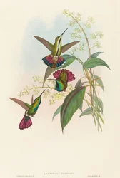Lampornis prevosti. Skaber: John Gould, Henry Constantine Richter.