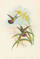 Lampornis veraguensis Veraguan Mango. Skaber: John Gould, Henry Constantine Richter.