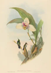 Myiabeillia typica Abeilles kolibri. Skaber: John Gould, Henry Constantine Richter.