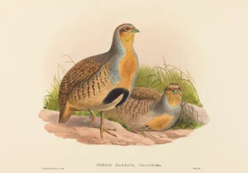 Perdix barbata Daurian Agerhøne. Skaber: John Gould, Henry Constantine Richter.