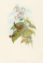 Selashorus scintilla Scintillant Hummingbird. Skaber: John Gould, Henry Constantine Richter.
