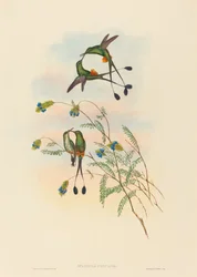Spathura peruana, peruviansk ketcherhale. Skabere: John Gould, Henry Constantine Richter.