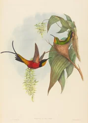 Topaza pyra Fairy Topaz. Skaber: John Gould, Henry Constantine Richter.