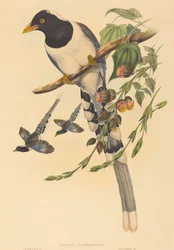 Urocissa magnirostris, sandsynligvis 18501883. Skabere: John Gould, Henry Constantine Richter.
