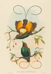 Diphyllodes chrysoptera Storslået Paradisfugl. Skaber: John Gould, William Matthew Hart.