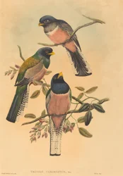 Trogan variegatus, sandsynligvis 18361838. Skaber: John Gould, William Matthew Hart.