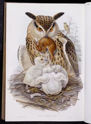 A Great Owl and Chicks, from "The Birds of Europe", published 1832-37dani