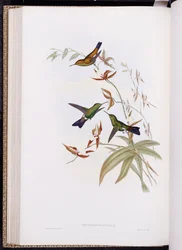 En monografi af Trochilidae, eller familie af kolibrier, udgivet 1849-61