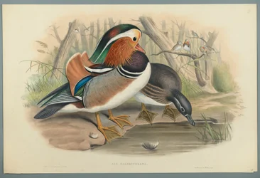 Aix Galericulata: And (farve litho på vævet papir)
