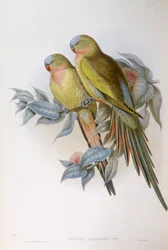Alexandras papegøje (Polytelis alexandrae), gravering af John Gould