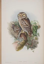 Athene Noctua, plade fra The Birds of Great Britain af John Gould, udgivet 1862-73 (håndkoloreret litografi)