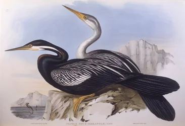 Australsk darter (Anhinga novaehollandiae), Indgravering af John Gould