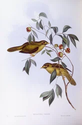 Bell Miner (Manorina Melanophrys), gravering af John Gould