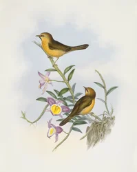 Sort-chinned babbler (Stachyris pyrrhops), Indgravering af John Gould