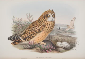 Brachyotus Palustris, plade fra The Birds of Great Britain af John Gould, udgivet 1862-73 (håndkoloreret litografi)
