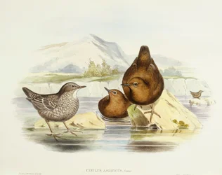 Brun dipper (Cinclus pallasii), gravering af John Gould