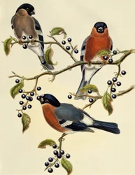 Bullfinch (Pyrrhula pyrrhula), gravering af John Gould (1804-1881). Det Forenede Kongerige