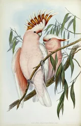 Kakadu Leadbeateri, 1848-1869