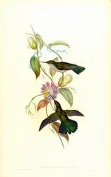 Campylopterus largipennis obscurus