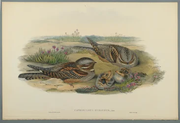 Caprimulgus Europaeus (farve litho på vævet papir)