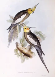 Nymfeparakit (Nymphicus hollandicus), stik af John Gould