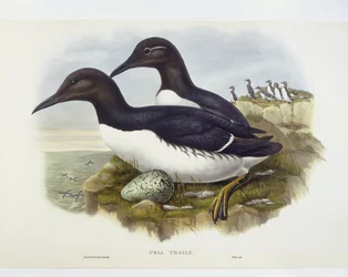 Almindelig murre (Uria aalge), Indgravering af John Gould, William Hart, H C Richter