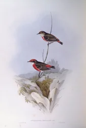 Crimson chat (Epthianura tricolour), gravering af John Gould