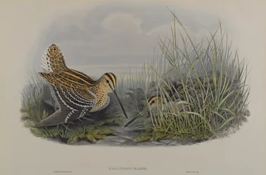 Gallinago Major - Stor Snipe