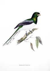 Giant Trogon, fugl fra Indien, stik fra bog af John Gould (1804-1881) "Tropiske fugle"