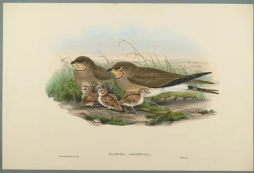 Glareola Pratincola - Common Pratincole (farve litho på vævet papir)