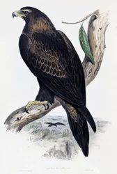 Golden Eagle (Aquila chrysaetos), litografi fra Birds of Australia og Storbritannien af John Gould (1804-1881), Storbritannien
