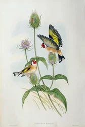 Guldfinke (Carduelis Elegans) (håndfarvet litho)