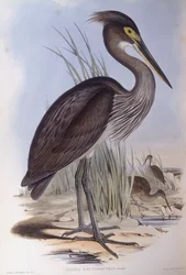 Stornæbbehejre (Ardea sumatrana), Indgravering af John Gould