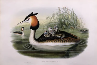 Stor lappedykker (Podiceps Cristatus) (håndfarvet litho)