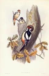 Stor flagspætte (Dendrocopos major), gravering af John Gould