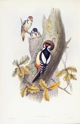 Stor plettet spætte (Dendrocopos major), gravering af John Gould