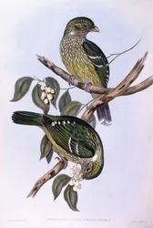Grøn kattefugl (Ailuroedus crassirostris), gravering af John Gould