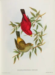 Haematospiza Sipahi, illustration fra «Asiens fugle», bind I, dele I-VI, af John Gould, 1850-54