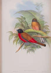 Harpactes Duvauceli, plade fra The Birds of Great Britain af John Gould, udgivet 1862-73 (håndkoloreret litho)