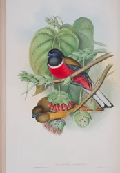 Harpactes Fasciatus, plade fra The Birds of Great Britain af John Gould, udgivet 1862-73 (håndkoloreret litho)
