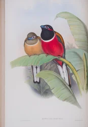 Harpactes Kasumba, tallerken fra The Birds of Great Britain af John Gould, udgivet 1862-73 (håndfarvet litho)