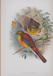 Harpactes Oreskios, tallerken fra The Birds of Great Britain af John Gould, udgivet 1862-73 (håndkoloreret litho)