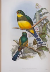 Harpactes Reinwardti, plade fra The Birds of Great Britain af John Gould, udgivet 1862-73 (håndkoloreret litho)
