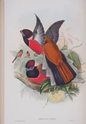 Harpactus Diardi, plade fra The Birds of Great Britain af John Gould, udgivet 1862-73 (håndkoloreret litografi)
