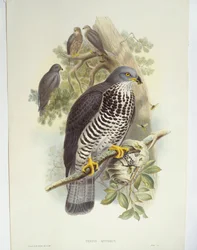 Honningvåge (Pernis apivorus), illustration