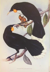 Illustration af Huia-parret