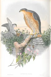Illustration af Accipiter Nisis (Sparrow-hawk)