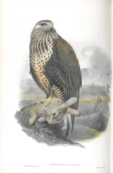 Illustration af Archibuteo Lagopus (rubenet musvåge)