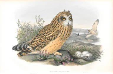 Illustration af Brachyotus Palustris (kortørlet ugle)