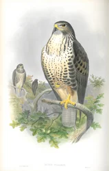 Illustration af Buteo Vulgaris (Almindelig Buzzard)